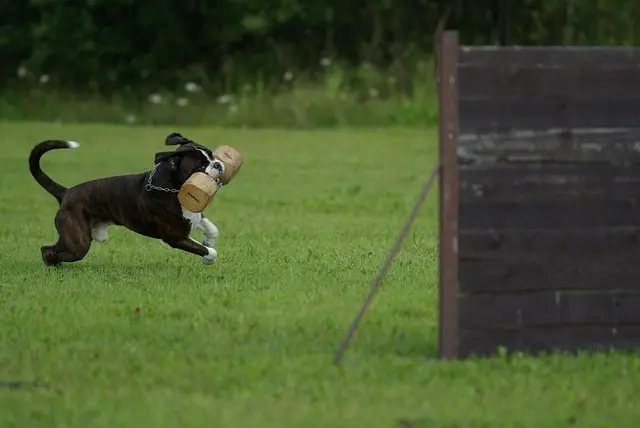 Top Pet Training Gadgets for Better Training