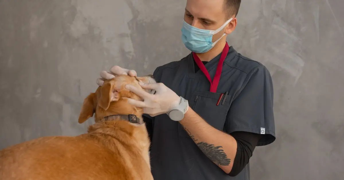 The Ultimate Guide to Pet Grooming Gloves