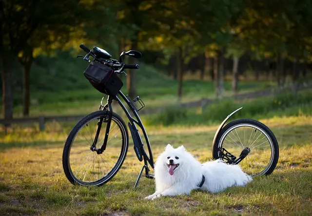 Fun DIY Projects for Your Beloved Pets