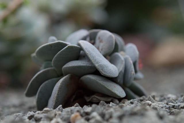 Guide d'achat des meilleures plantes d'intérieur
