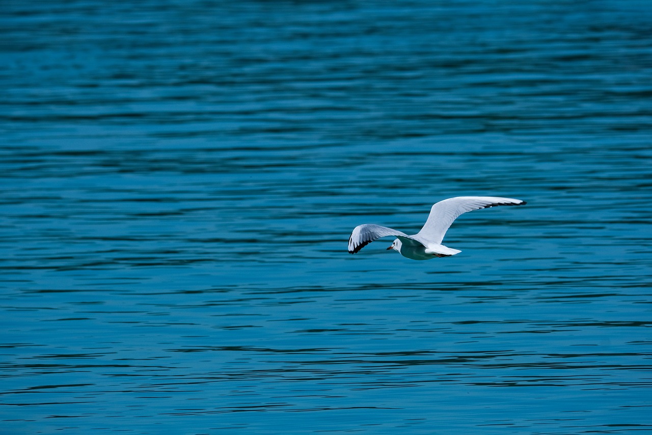 discover the beauty of nature escapes, where tranquility meets adventure. explore breathtaking landscapes, serene getaways, and the ultimate outdoor experiences that refresh your mind and soul.